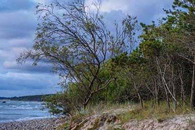 Cloud9赛季状态回暖，第九赛季更新